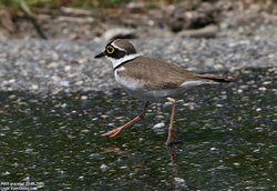 Petit gravelot / Pluvier - Little Ringed Plover ()